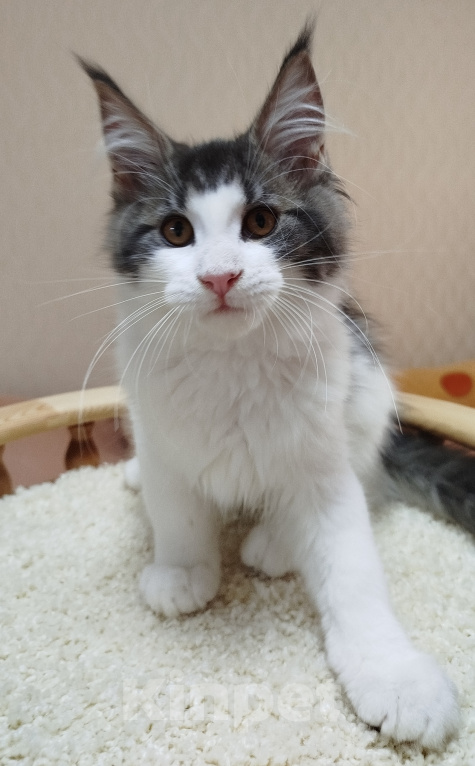 Кошки в Перми: Котенок Мейн Кун Девочка, 30 000 руб. - фото 5