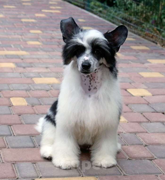 Собаки в Феодосии: Пуховый мальчик китайской хохлатой собачки Мальчик, Бесплатно - фото 6