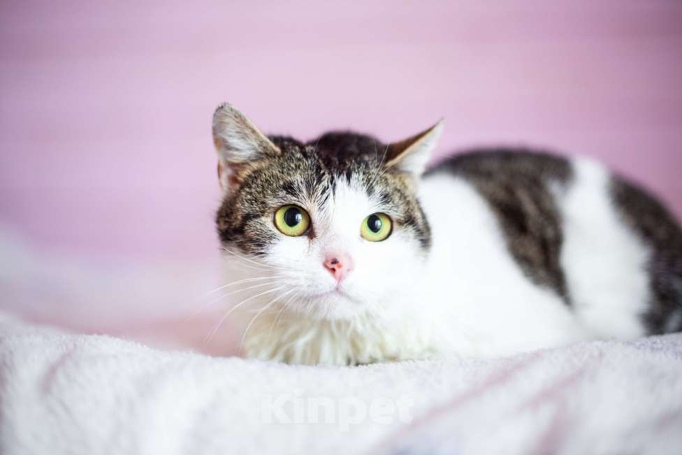 Кошки в Москве: Кошка в добрые руки Девочка, Бесплатно - фото 5