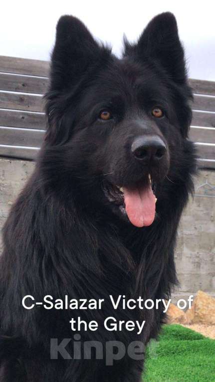 Собаки в Химках: Длинношерстная немецкая овчарка (Кобель). Готов к переезду! Мальчик, Бесплатно - фото 6