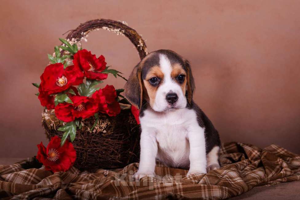 Собаки в Смоленске: ЩЕНИ БИГЛЯ Мальчик, Бесплатно - фото 1