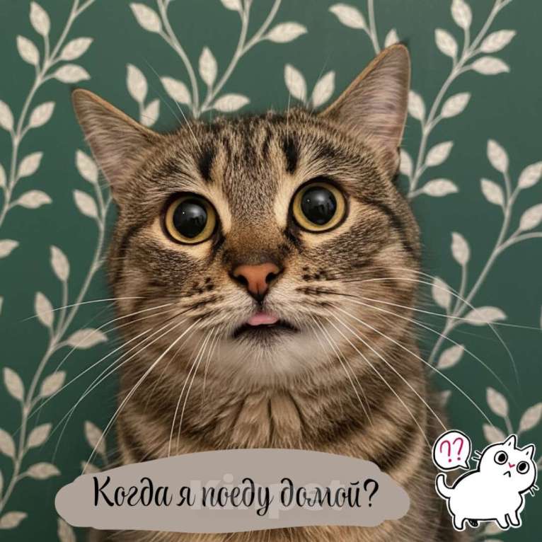 Кошки в Санкт-Петербурге: Кошка в добрые руки Девочка, Бесплатно - фото 1