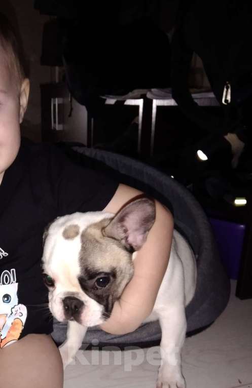 Собаки в Москве: Продаю собаку Девочка, Бесплатно - фото 2