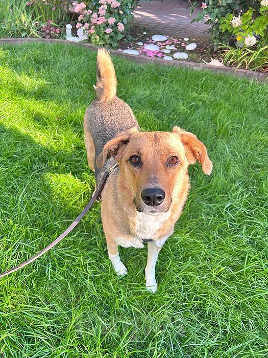 Собаки в Москве: Солнечная молодая собачка Шанти, отличный компаньон ищет дом Девочка, 10 руб. - фото 9