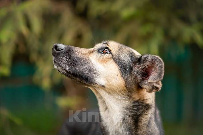 Собаки в Москве: Афродита Девочка, Бесплатно - фото 5