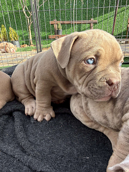 Девочка американский булли