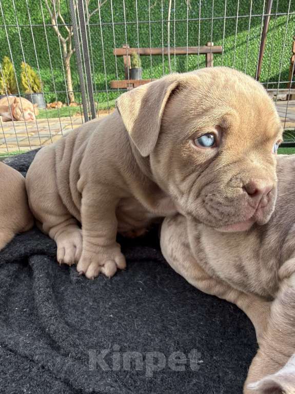 Собаки в Севастополе: Девочка американский булли Девочка, 80 руб. - фото 1