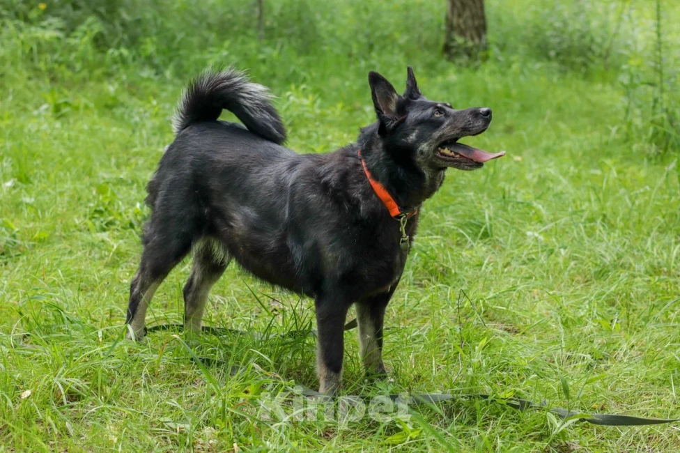 Собаки в Ногинске: Милли Девочка, Бесплатно - фото 3