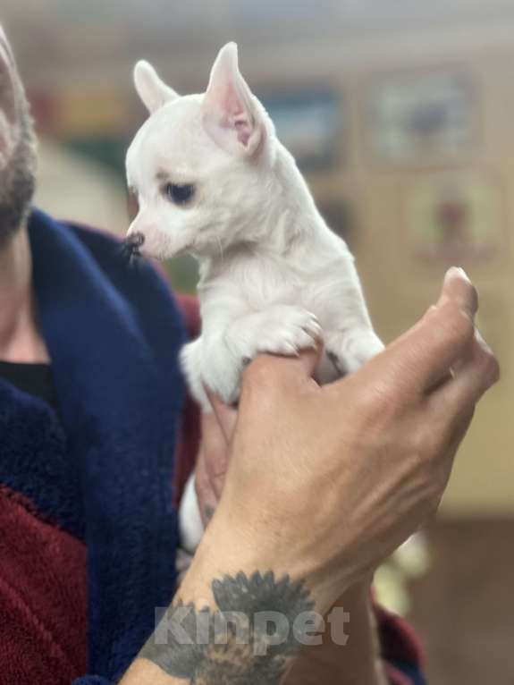 Собаки в Лабинске: Девочка Девочка, Бесплатно - фото 5