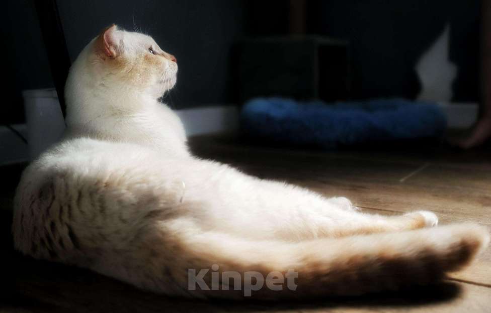 Кошки в Москве: Ласковый голубоглазый шотландский вислоухий кот Лучик Мальчик, Бесплатно - фото 5