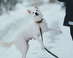 Собаки в Санкт-Петербурге: Красавица Белла из приюта Девочка, Бесплатно - фото 3