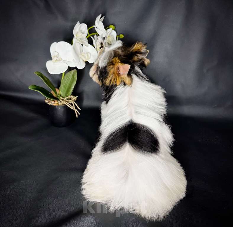 Собаки в Краснодаре: Красивый Мальчик Бивер, Документы РКФ Мальчик, Бесплатно - фото 4