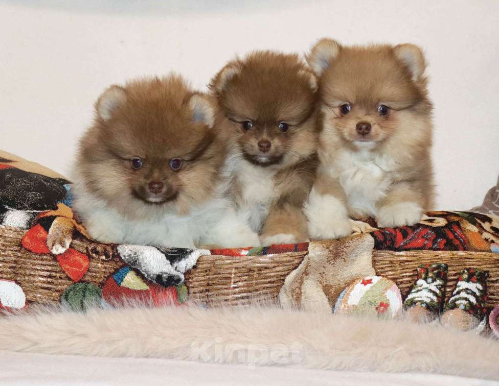 Собаки в Москве: СУПЕР классный МЕЖВЕЖОНОК ШПИЦА Мальчик, 55 000 руб. - фото 3