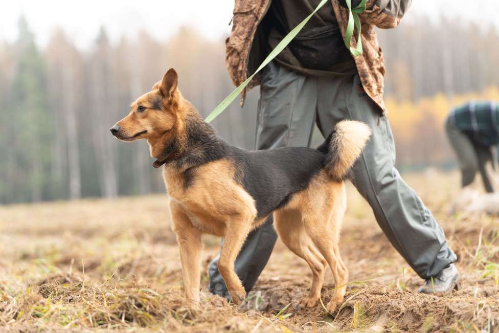 Собаки в Клине: Эрика - замечательная собачка Девочка, Бесплатно - фото 2