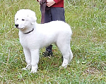 Собаки в Ярославле: маремма-абруццкая овчарка  Мальчик, 20 000 руб. - фото 1