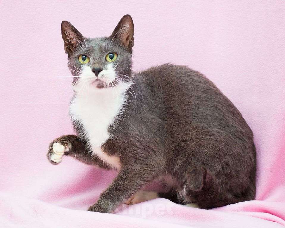 Кошки в Москве: Срочный поиск дома для кошечки, спасенной из ада Девочка, Бесплатно - фото 2