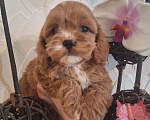 Собаки в Краснодаре: Кокапу щенок девочка Девочка, 50 000 руб. - фото 10