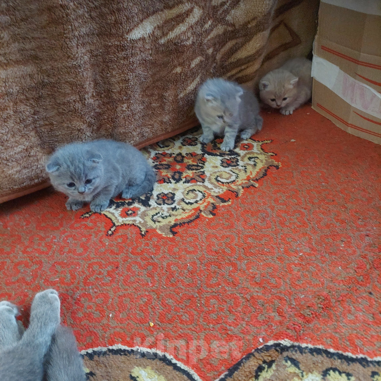 Кошки в других городах Приморского края: Продажа котят Девочка, 9 000 руб. - фото 2