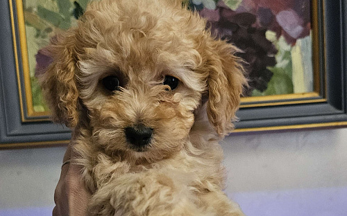 Щенки той пудель