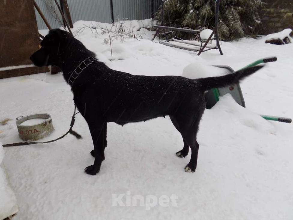 Собаки в Москве: Щенки лабрадор-ретривер, девочки mix Девочка, 15 000 руб. - фото 7