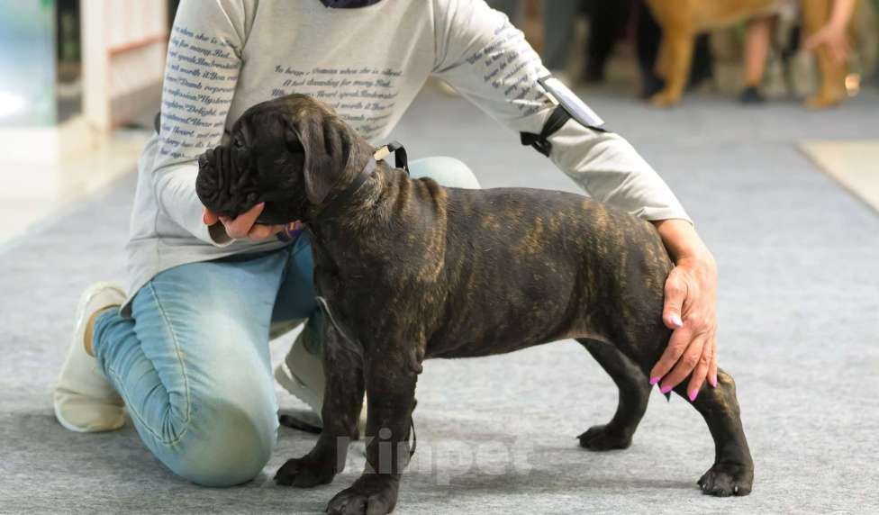 Собаки в Ханты-Мансийске: Щенок бульмастифа Девочка, Бесплатно - фото 3
