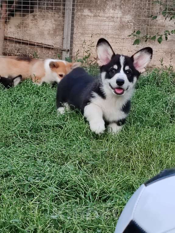 Собаки в Симферополе: Мальчик триколор  Мальчик, 50 000 руб. - фото 4