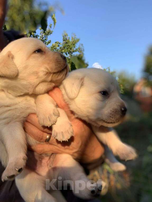 Собаки в Анапе: Щенки Лбрадора, 25 000 руб. - фото 1