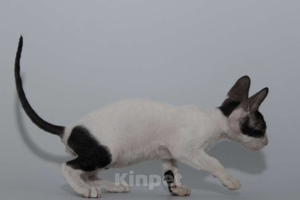 Кошки в Москве: котята из питомника Корнелита Мальчик, 80 000 руб. - фото 5