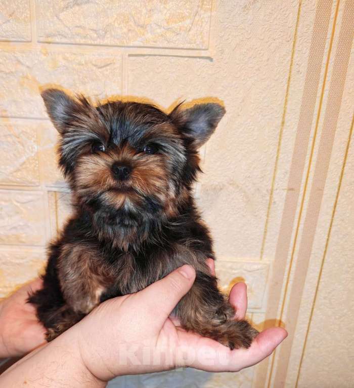 Собаки в Москве: Мальчик йорка мелкий Мальчик, 30 000 руб. - фото 1