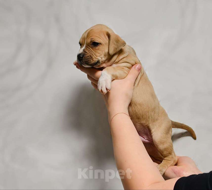 Собаки в Москве: Шикарный парень амстаффа Мальчик, 70 000 руб. - фото 3