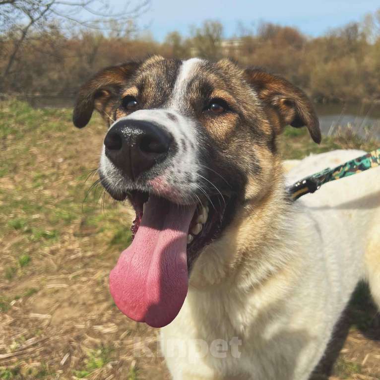 Собаки в Москве: Веник Мальчик, Бесплатно - фото 2