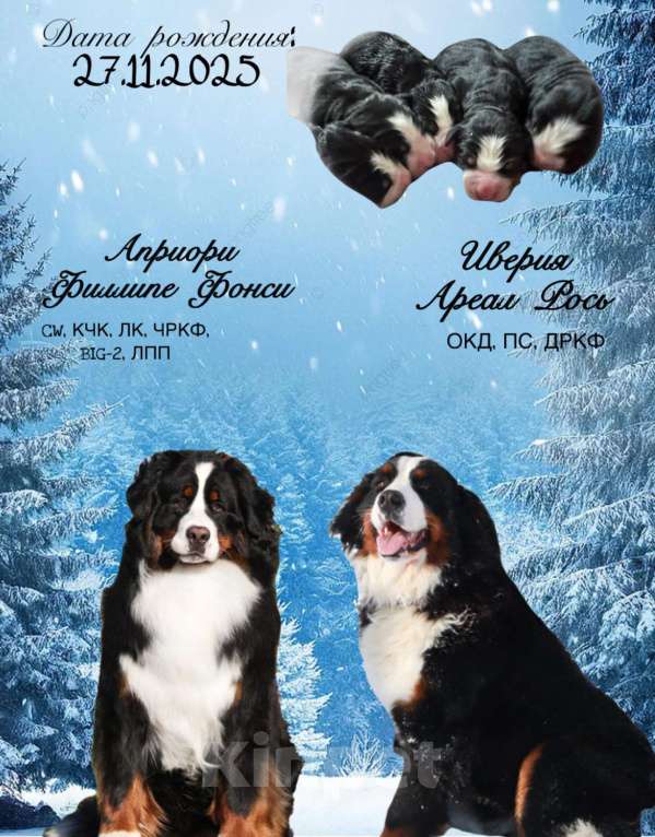 Собаки в Каменске-Уральском: Бернский зенненхунд Девочка, 70 000 руб. - фото 1