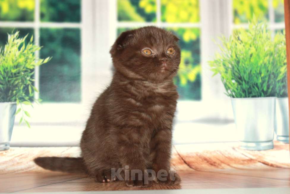 Кошки в Санкт-Петербурге: Шоколадный скоттиш фолд Мальчик, 25 000 руб. - фото 8
