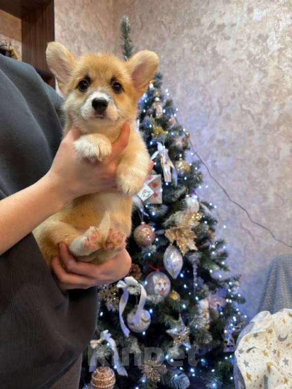 Собаки в Перми: Щенки вельш корги пемброк девочки Девочка, 65 000 руб. - фото 2