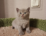 Кошки в Всеволожске: Очаровательный британский котенок Мальчик, 25 000 руб. - фото 2