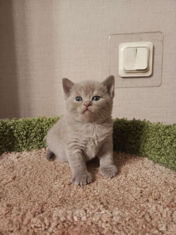 Кошки в Всеволожске: Очаровательный британский котенок Мальчик, 25 000 руб. - фото 2