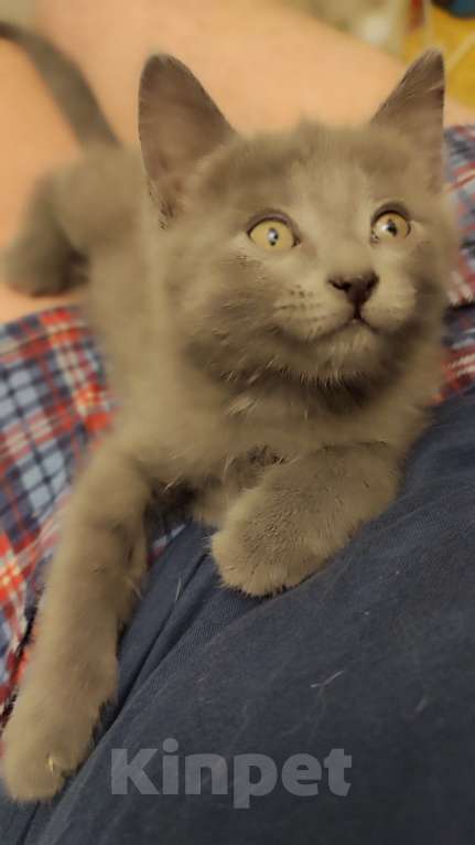 Кошки в Москве: Домашний ласковый котик Мальчик, Бесплатно - фото 1