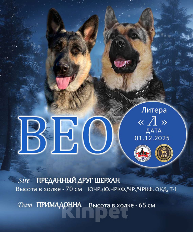Собаки в других городах Крыма: Породистые щенки от чемпиона России Девочка, 45 000 руб. - фото 1