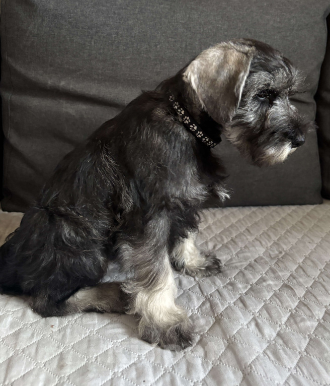 Собаки в Таганроге: Петти Девочка, 45 000 руб. - фото 4