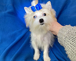 Собаки в Москве: Эксклюзивный белый йорк с голубыми глазами девочка Девочка, 130 000 руб. - фото 1