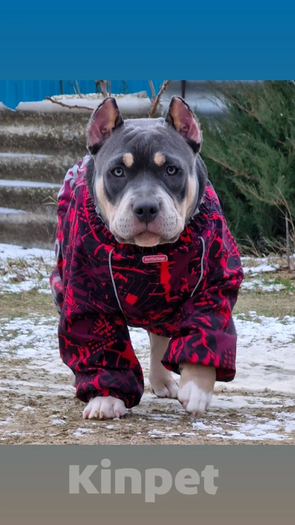 Собаки в Санкт-Петербурге: Американский булли  Девочка, 100 000 руб. - фото 1