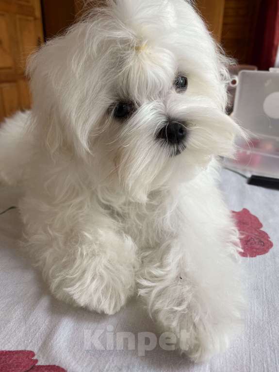 Собаки в Москве: Мальтезе мальчик мини 4 месяца  Мальчик, 100 000 руб. - фото 5