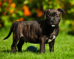 Собаки в Искитиме: стаффордширский бультерьер Мальчик, Бесплатно - фото 1