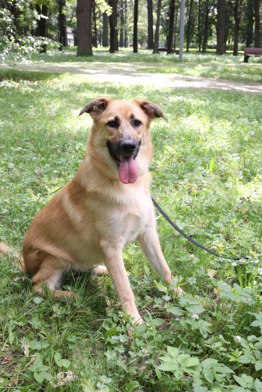 Собаки в Москве: Собака в добрые руки бесплатно Москва Мальчик, Бесплатно - фото 2