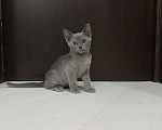 Кошки в Ступино: Бурманские котята Мальчик, 20 000 руб. - фото 1