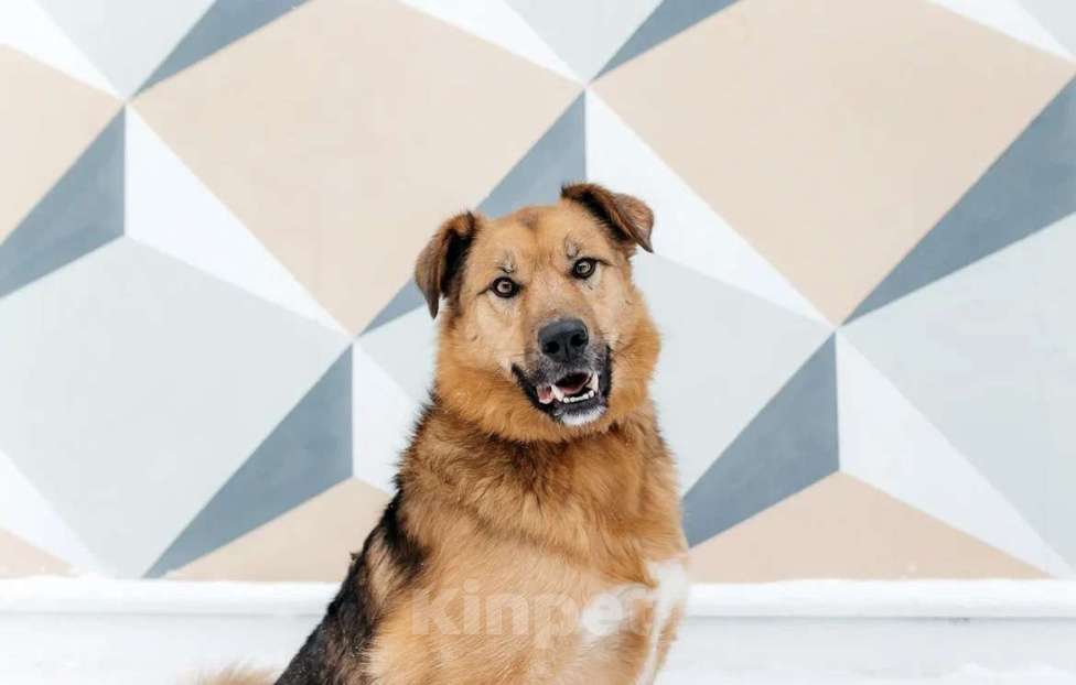 Собаки в Москве: Ищет дом Тим - верный друг и надежный товарищ. Мальчик, Бесплатно - фото 1