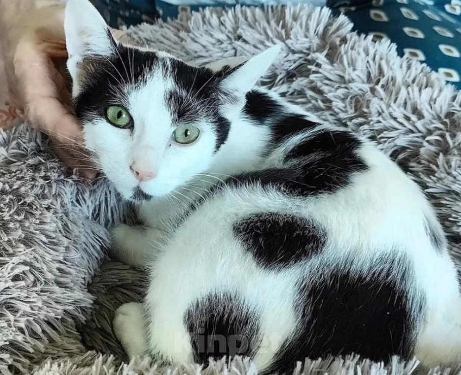 Кошки в Химках: Кошечка Юна Девочка, Бесплатно - фото 2