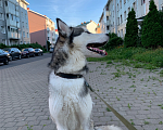 Собаки в Санкт-Петербурге: Отдам хаски в добрые руки Девочка, Бесплатно - фото 3
