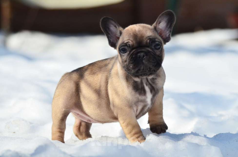 Собаки в Старом Купавне: Пуговка Девочка, 60 000 руб. - фото 4