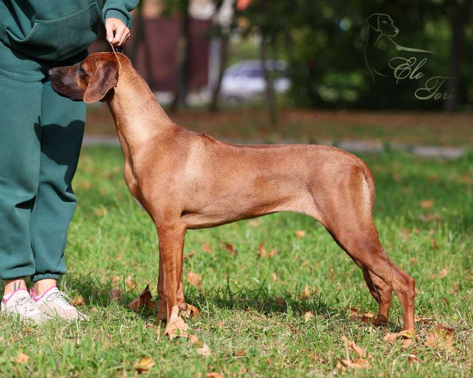 Собаки в Москве: Щенок родезийского риджбека, подрощенная девочка Девочка, Бесплатно - фото 4